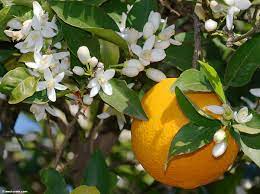 Le printemps est fêté avec le moussem de la  fleur d’oranger