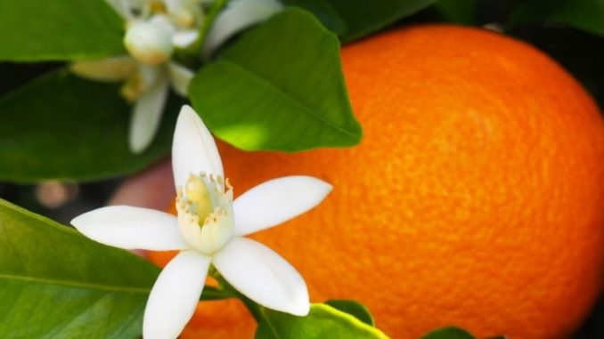 Le Moussem de la fleur d’oranger “Zahria de Marrakech” souffle sa 13ème bougie
